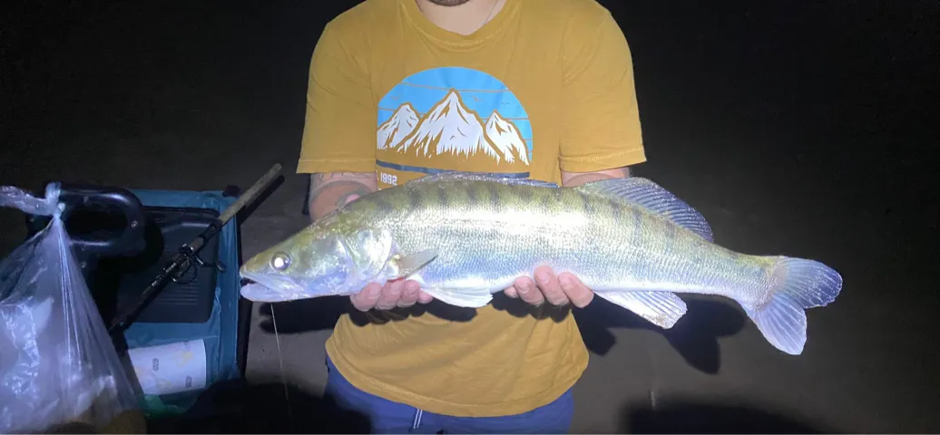 Zander