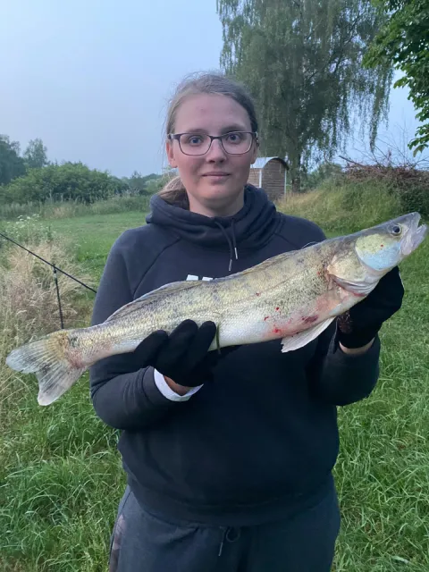 Zander