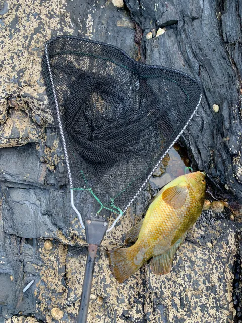 Lippfisch
