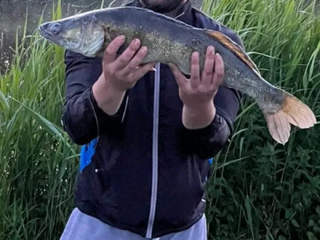 Zander