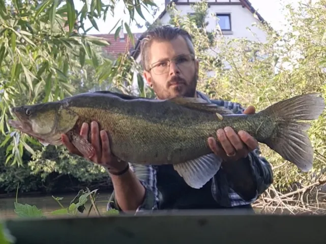 Zander