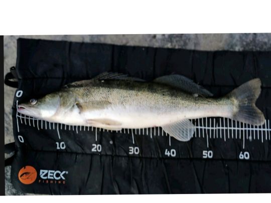 Zander