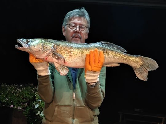 Zander-3
