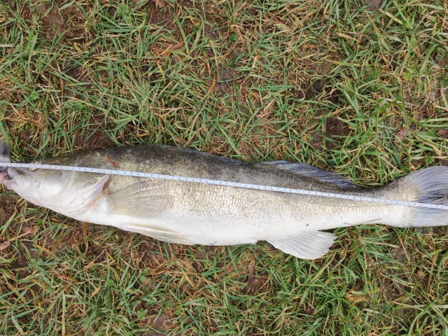 Zander