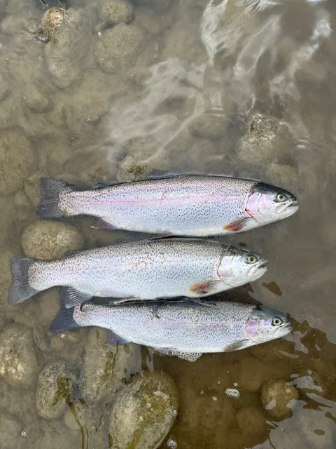 Regenbogenforelle