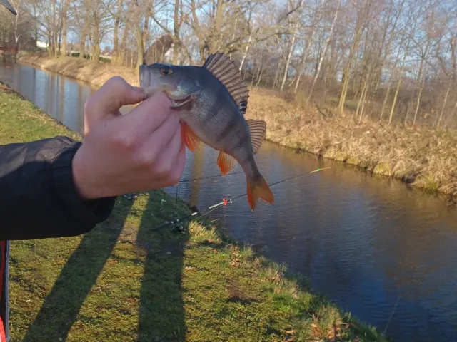 Flussbarsch