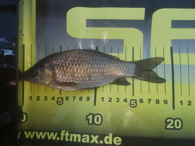 Giebel