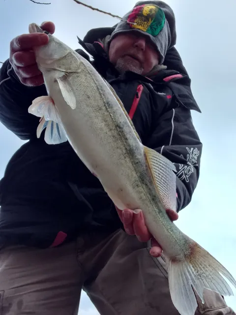 Zander