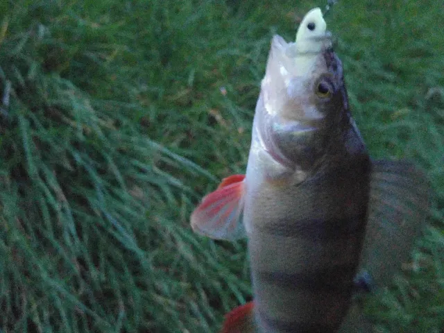 Flussbarsch