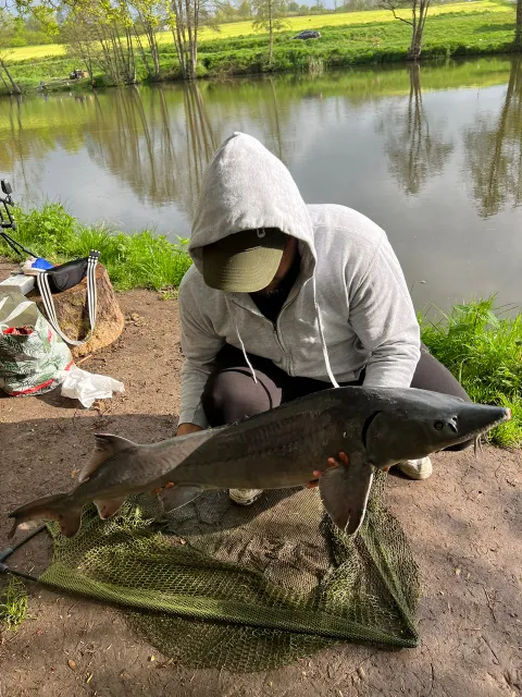 Stör