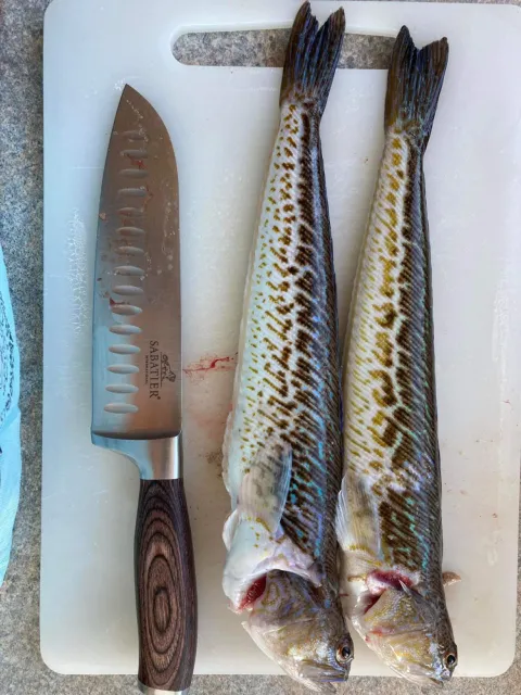 Petermännchen