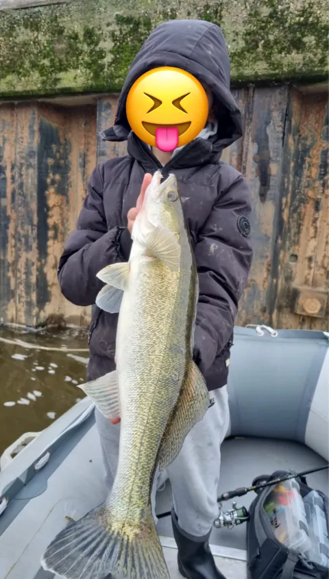 Zander