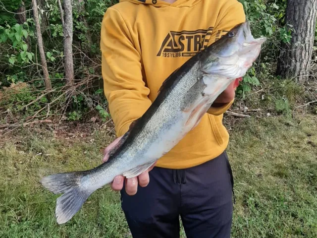 Zander