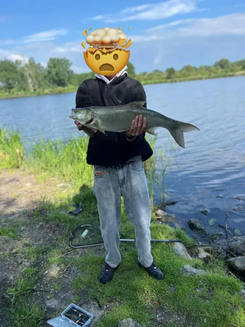 Rapfen