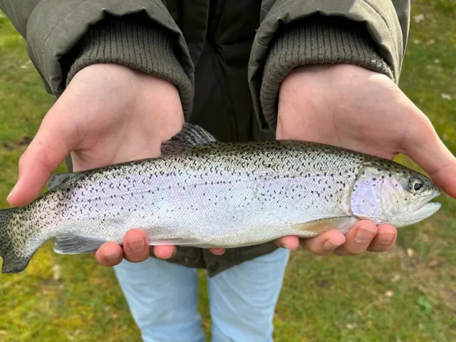 Regenbogenforelle