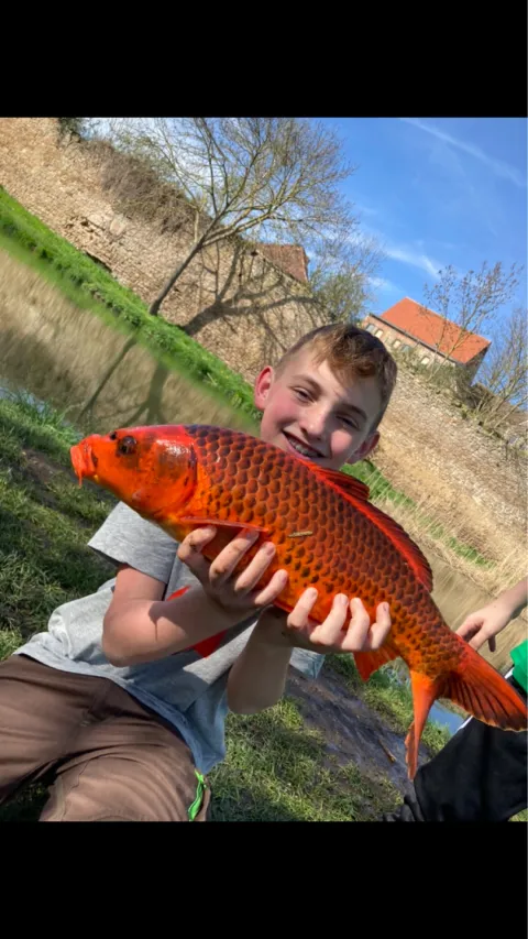 Karpfen