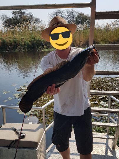 Afrikanischer Raubwels