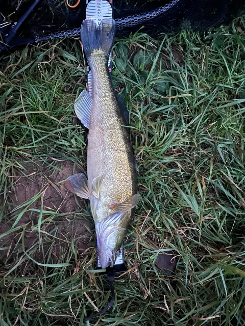 Zander