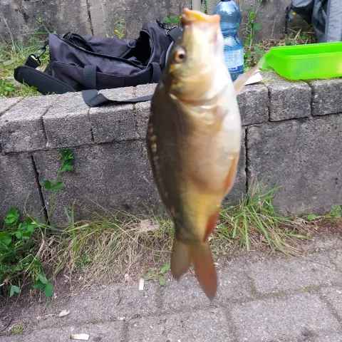 Karpfen