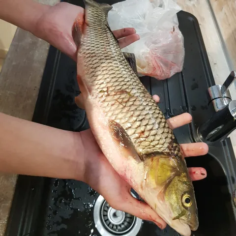 Döbel