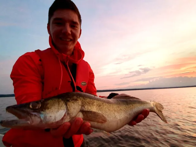 Zander