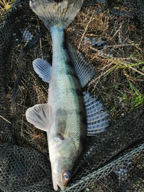 Wolgazander