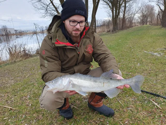 Zander