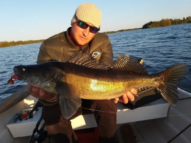 Zander