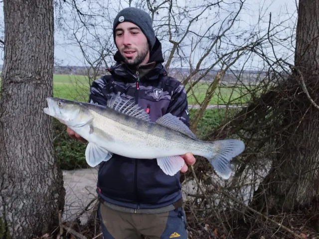 Zander
