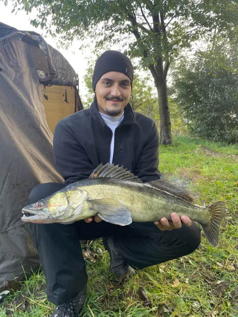 Zander