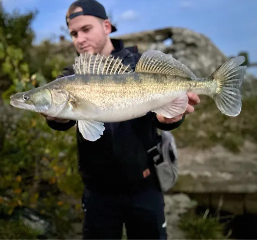 Zander