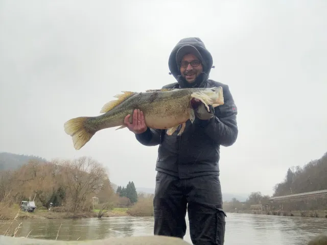 Zander