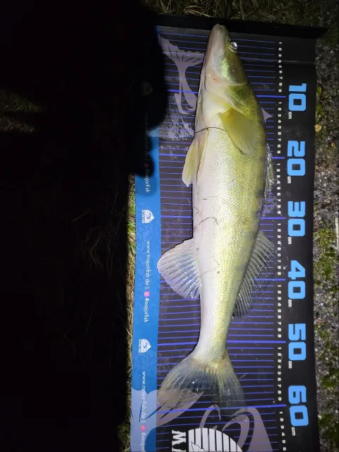 Zander