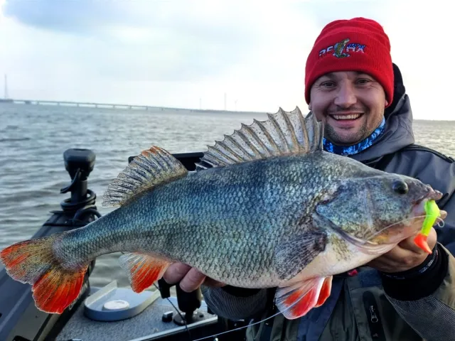 Flussbarsch