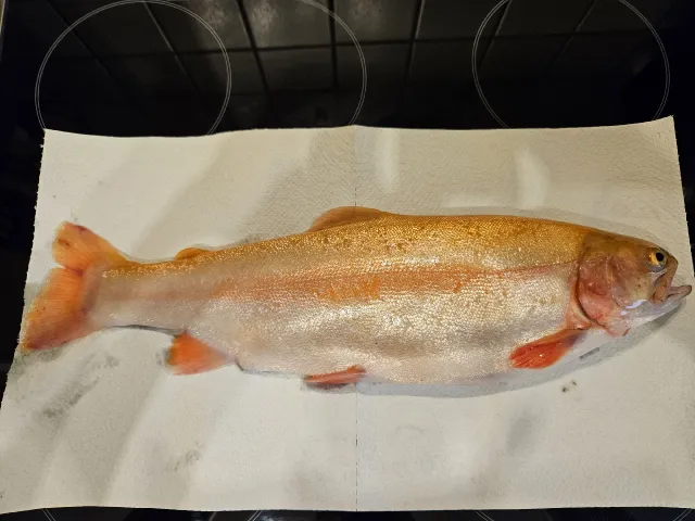 Goldforelle