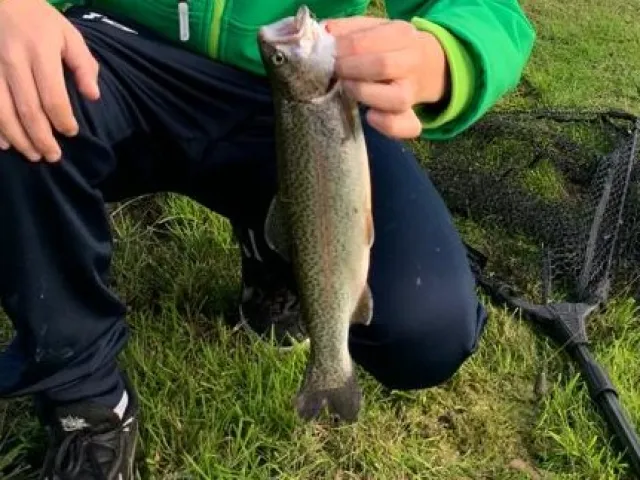 Regenbogenforelle