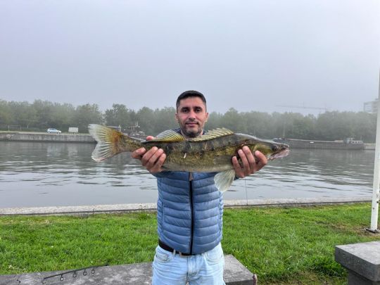Zander