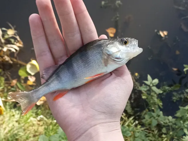 Flussbarsch