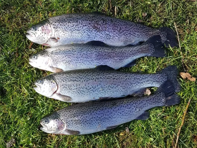 Regenbogenforelle