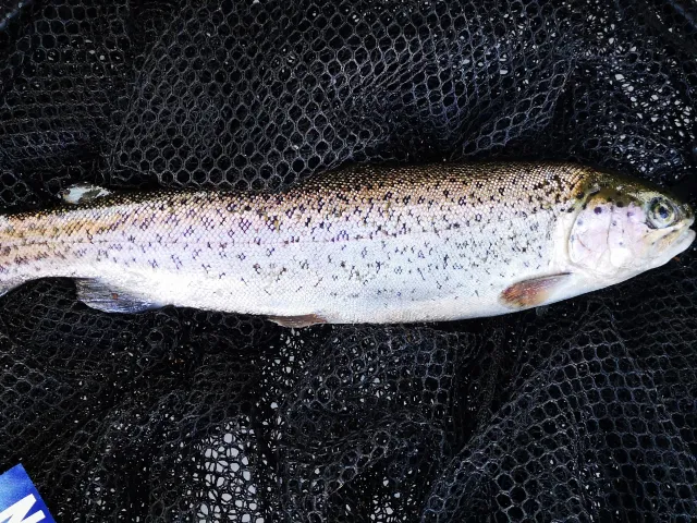Regenbogenforelle