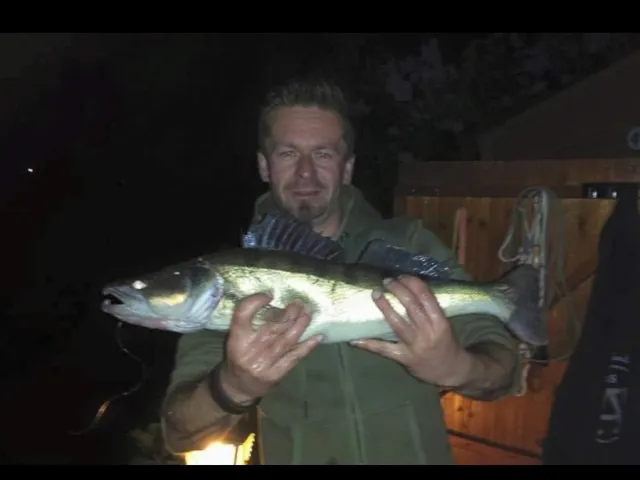 Zander