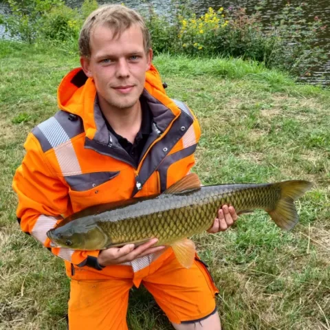 Graskarpfen