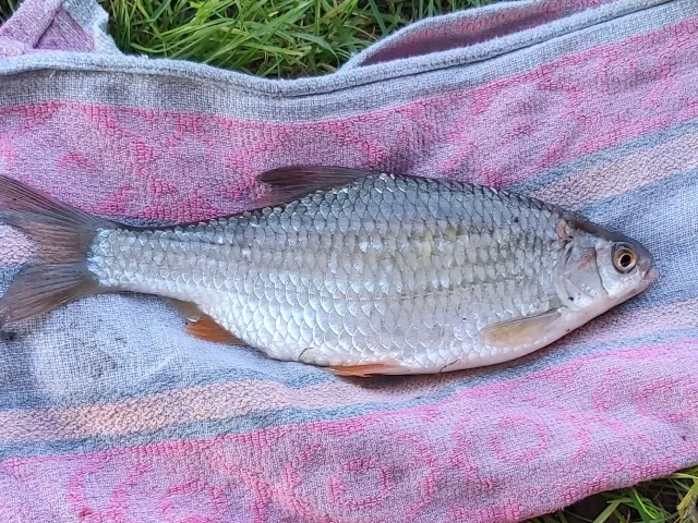 Rotauge