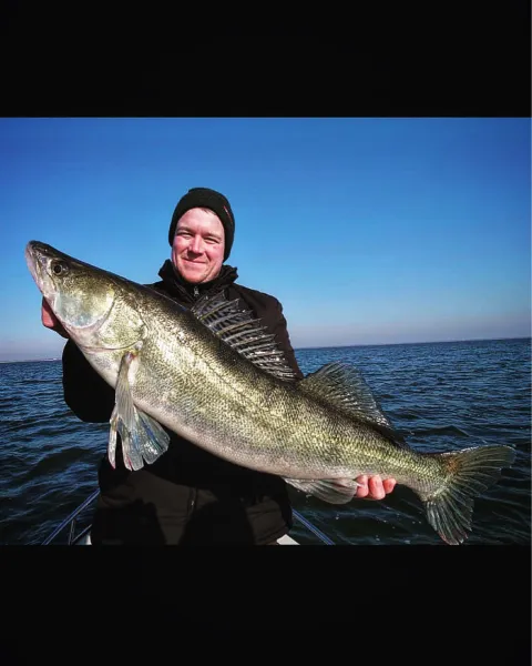 Zander