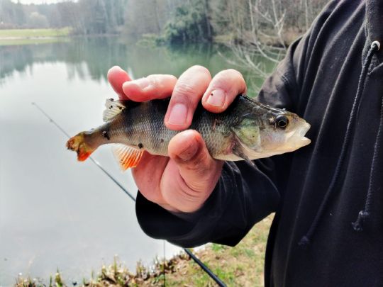 Flussbarsch