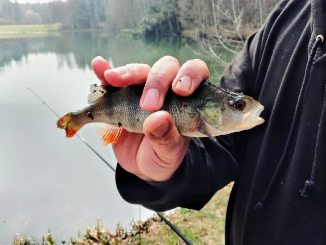 Flussbarsch
