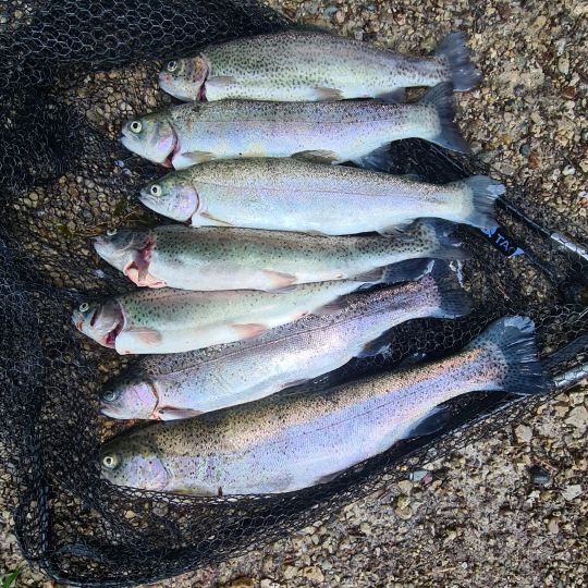 Regenbogenforelle