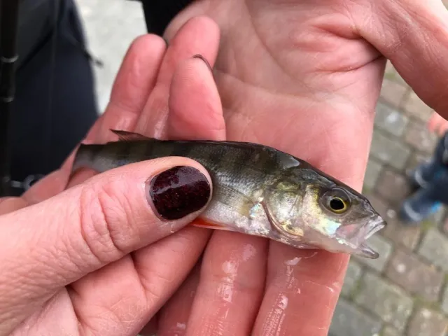 Flussbarsch