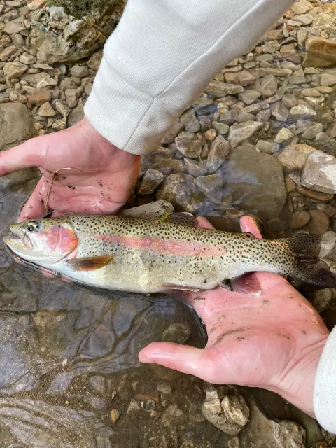 Regenbogenforelle