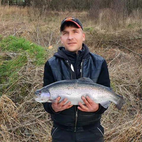 Regenbogenforelle